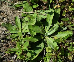 Gamochaeta americana