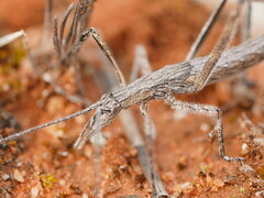 Zaprochilus australis