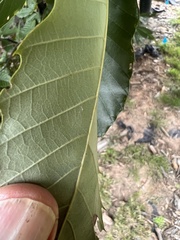 Castanea mollissima
