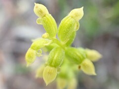 Microtis arenaria