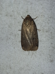 Abagrotis