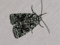 Lacinipolia implicata