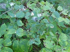 Symphoricarpos albus albus