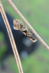 Crypsitricha mesotypa