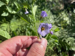 Solanum xanti