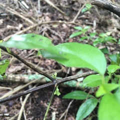 Geniostoma ligustrifolium ligustrifolium