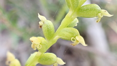 Microtis arenaria