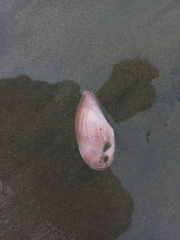 Psammotella bertini
