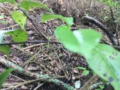 Geniostoma ligustrifolium ligustrifolium