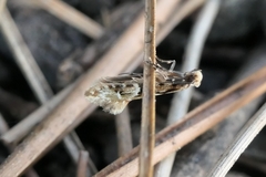 Crypsitricha mesotypa