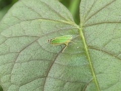 Sibovia