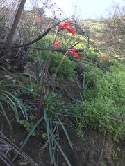 Phycella cyrtanthoides