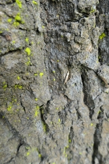 Crypsitricha mesotypa