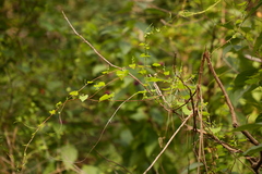 Fallopia scandens