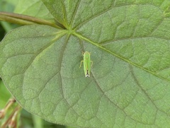 Sibovia