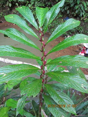 Columnea consanguinea