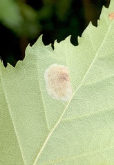 Cameraria betulivora