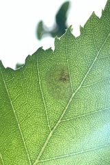 Cameraria betulivora