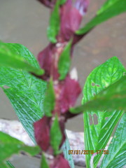 Columnea consanguinea