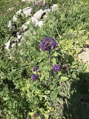 Phacelia brachyantha