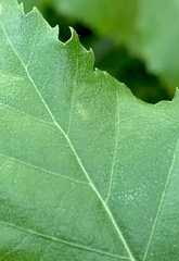 Cameraria betulivora