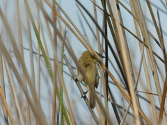 Pseudocolopteryx flaviventris