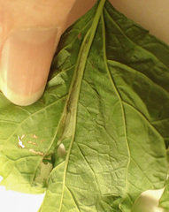 Leucospilapteryx venustella