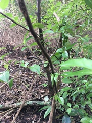 Geniostoma ligustrifolium ligustrifolium