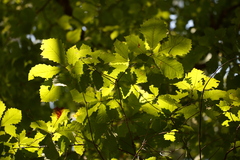 Quercus muehlenbergii