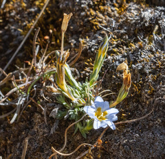 Gentiana sedifolia