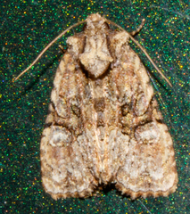 Oligia modica