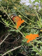 Argynnis hyperbius hyperbius