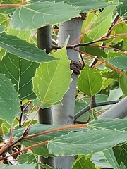 Populus grandidentata