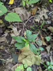 Polygala senega