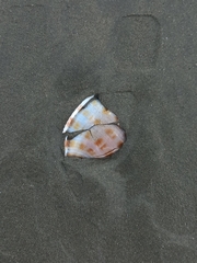 Semicassis centiquadrata