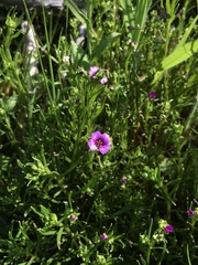 Calandrinia compressa