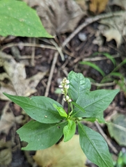 Polygala senega