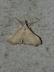 Redectis vitrea