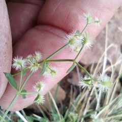 Galium munzii