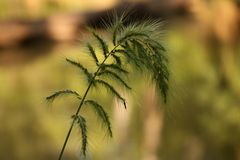 Echinochloa walteri