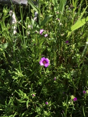 Calandrinia compressa