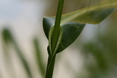 Echinochloa walteri
