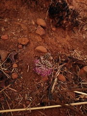 Ledebouria ovatifolia ovatifolia