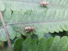 Svistella bifasciata