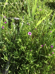 Calandrinia compressa