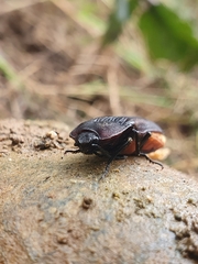 Tibionema abdominalis