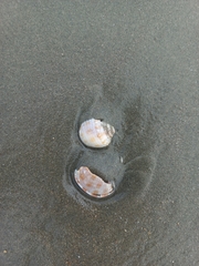 Semicassis centiquadrata