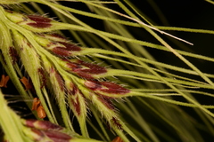 Echinochloa walteri