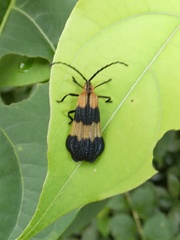 Calopteron