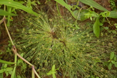 Fimbristylis vahlii